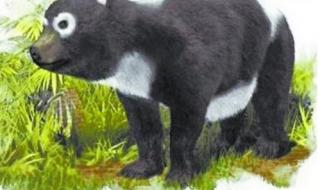 国宝大熊猫的主要内容,读后感 干掉熊猫我就是国宝