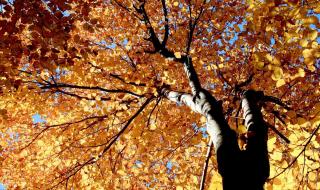 描写小草的贬义词有哪些 无知的小草